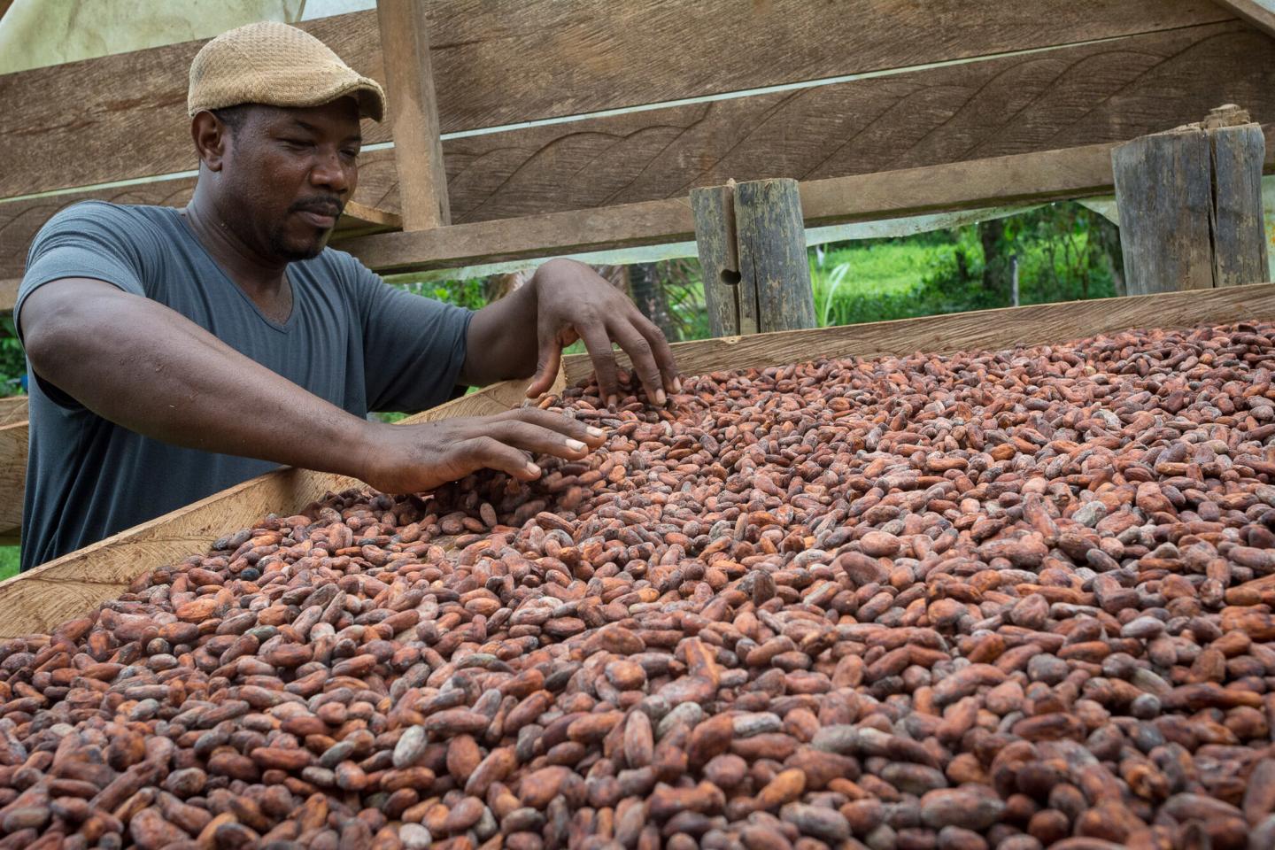 A man sorts through a tray of cacao seeds