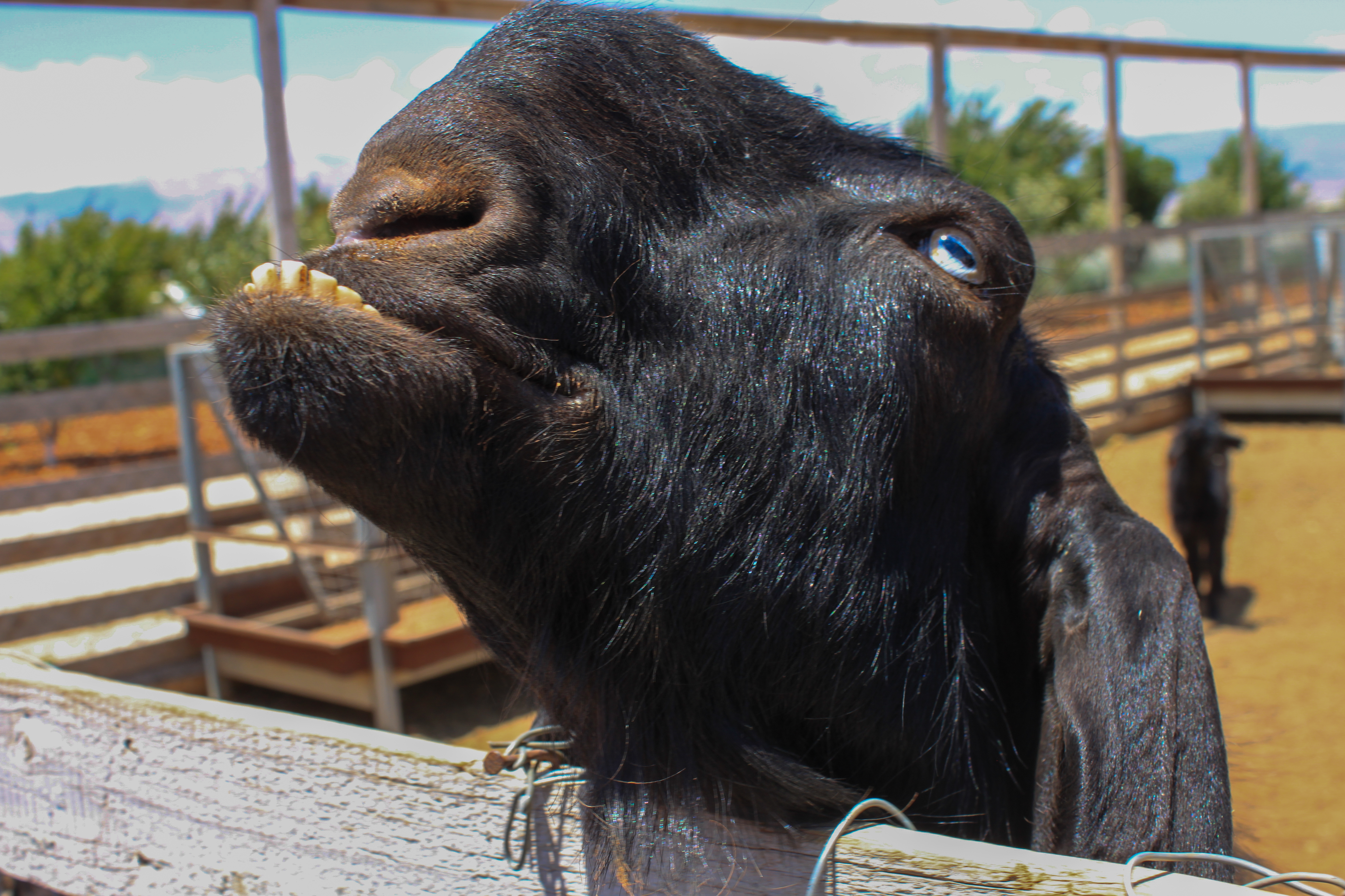 A close-up photo of a goat