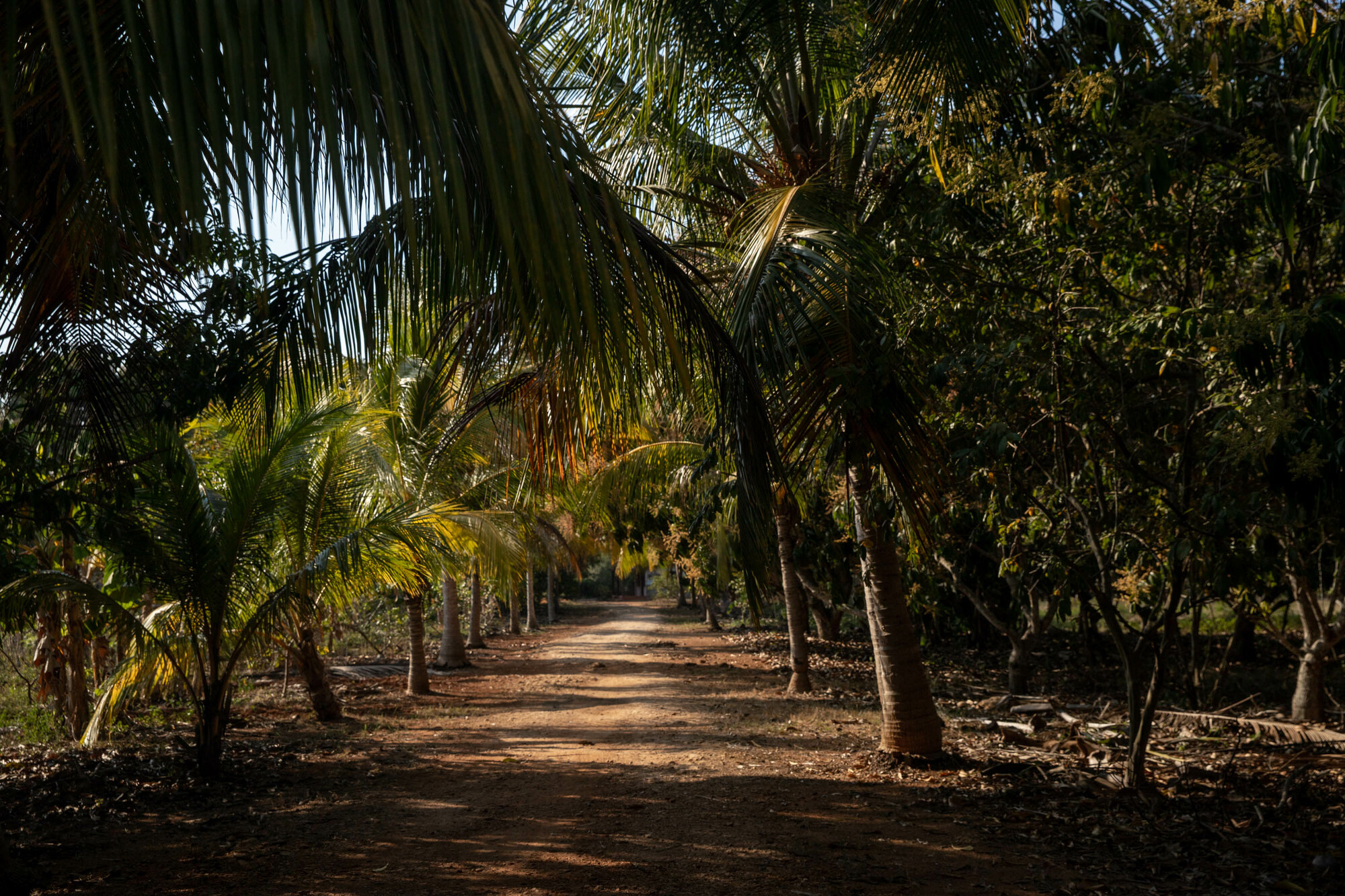 A view of a road surrounded in palm trees